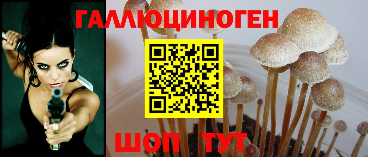 Псилоцибиновые грибы Psilocybe Усинск